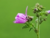 Filder-Blume-Biene