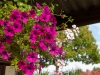 blog_garden_07_dsc_5988