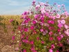 blog_garden_11_dsc_6052
