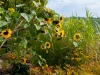 blog_garden_16_dsc_6113