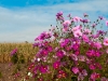 blog_garden_17_dsc_6060