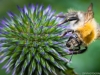 Filder-Blume-Biene