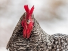 tierfotografie_g_01_dsc_1889