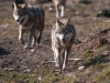 tierfotografie_g_03_dsc_2191-2