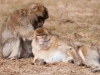 tierfotografie_g_04_dsc_2224