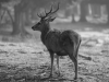 tierfotografie_g_05_dsc_2247