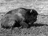 tierfotografie_g_06_dsc_2233