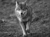 tierfotografie_g_07_dsc_2439