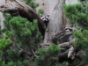 tierfotografie_g_08_dsc_6043