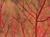 slideshow_05_fotografie_natur