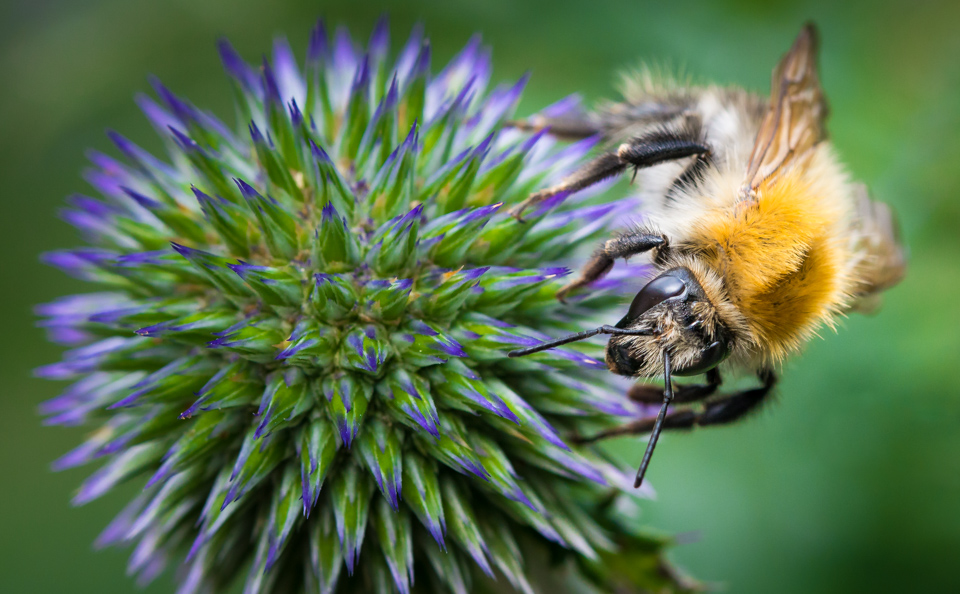 Filderbienen, Filderblüten und Filder-Regenbogen